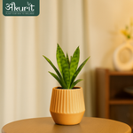 Snake Plant - Futura Superba