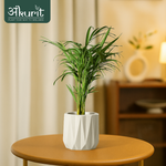 Areca Palm Plant