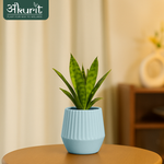 Snake Plant - Futura Superba