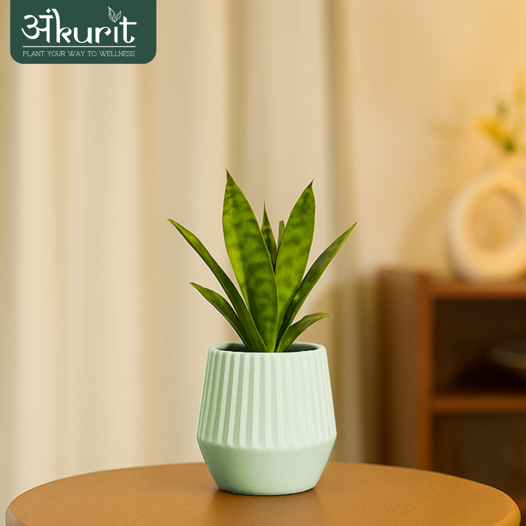 Snake Plant - Futura Superba