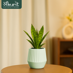 Snake Plant - Futura Superba