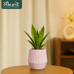 Snake Plant - Futura Superba