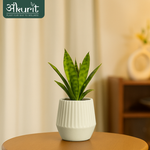 Snake Plant - Futura Superba