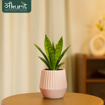 Snake Plant - Futura Superba