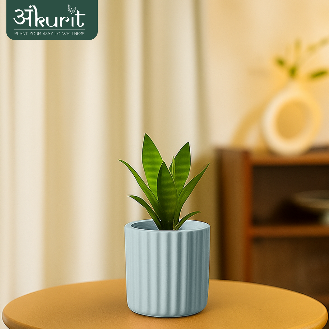 Snake Plant - Futura Superba