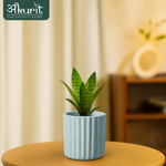 Snake Plant - Futura Superba