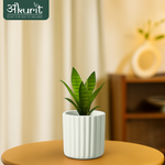 Snake Plant - Futura Superba