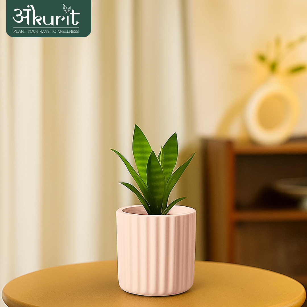 Snake Plant - Futura Superba