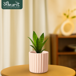 Snake Plant - Futura Superba