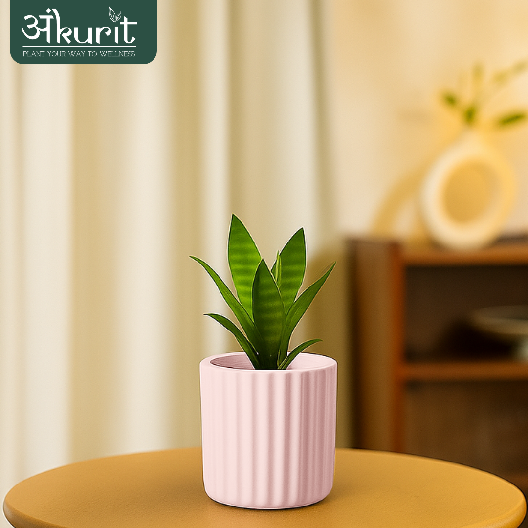 Snake Plant - Futura Superba