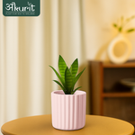 Snake Plant - Futura Superba