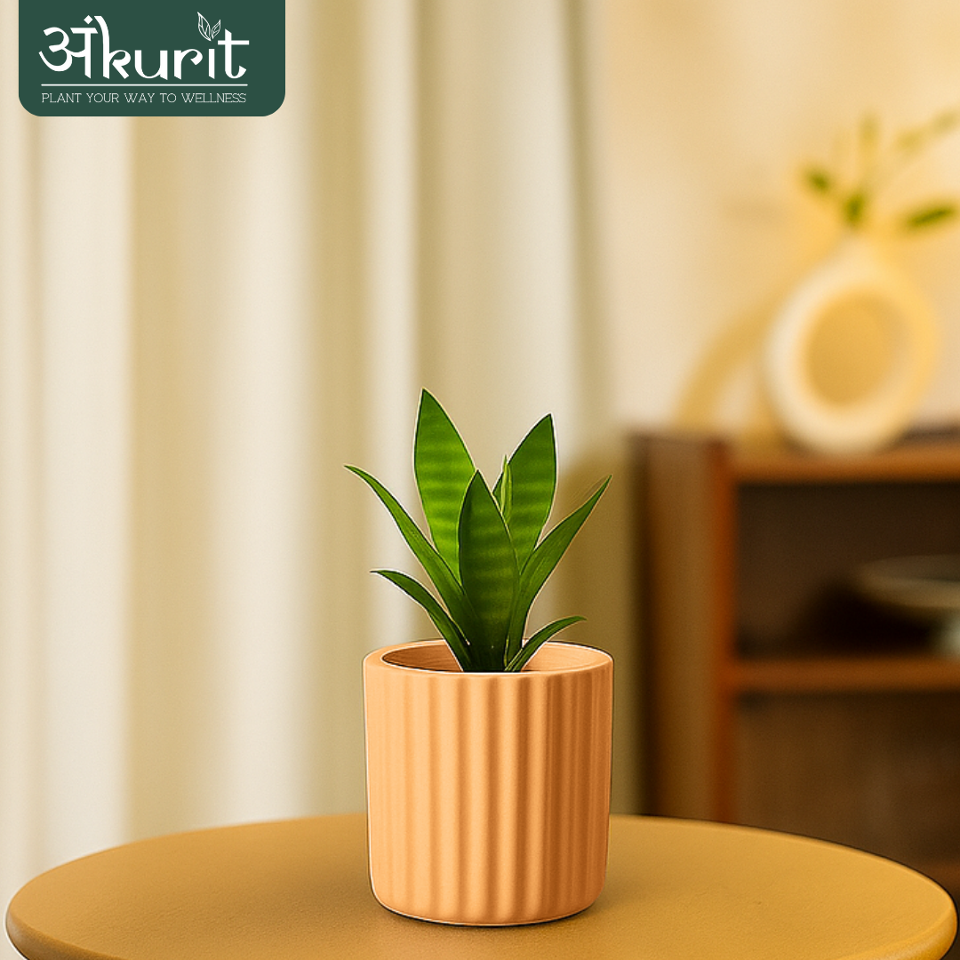 Snake Plant - Futura Superba