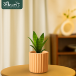 Snake Plant - Futura Superba