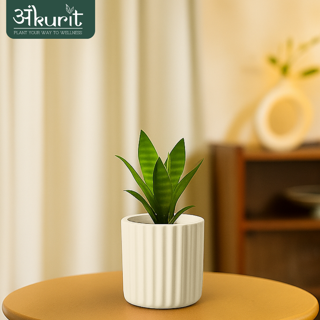 Snake Plant - Futura Superba