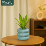 Snake Plant - Futura Superba