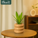 Snake Plant - Futura Superba