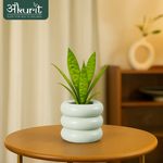 Snake Plant - Futura Superba