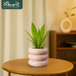 Snake Plant - Futura Superba