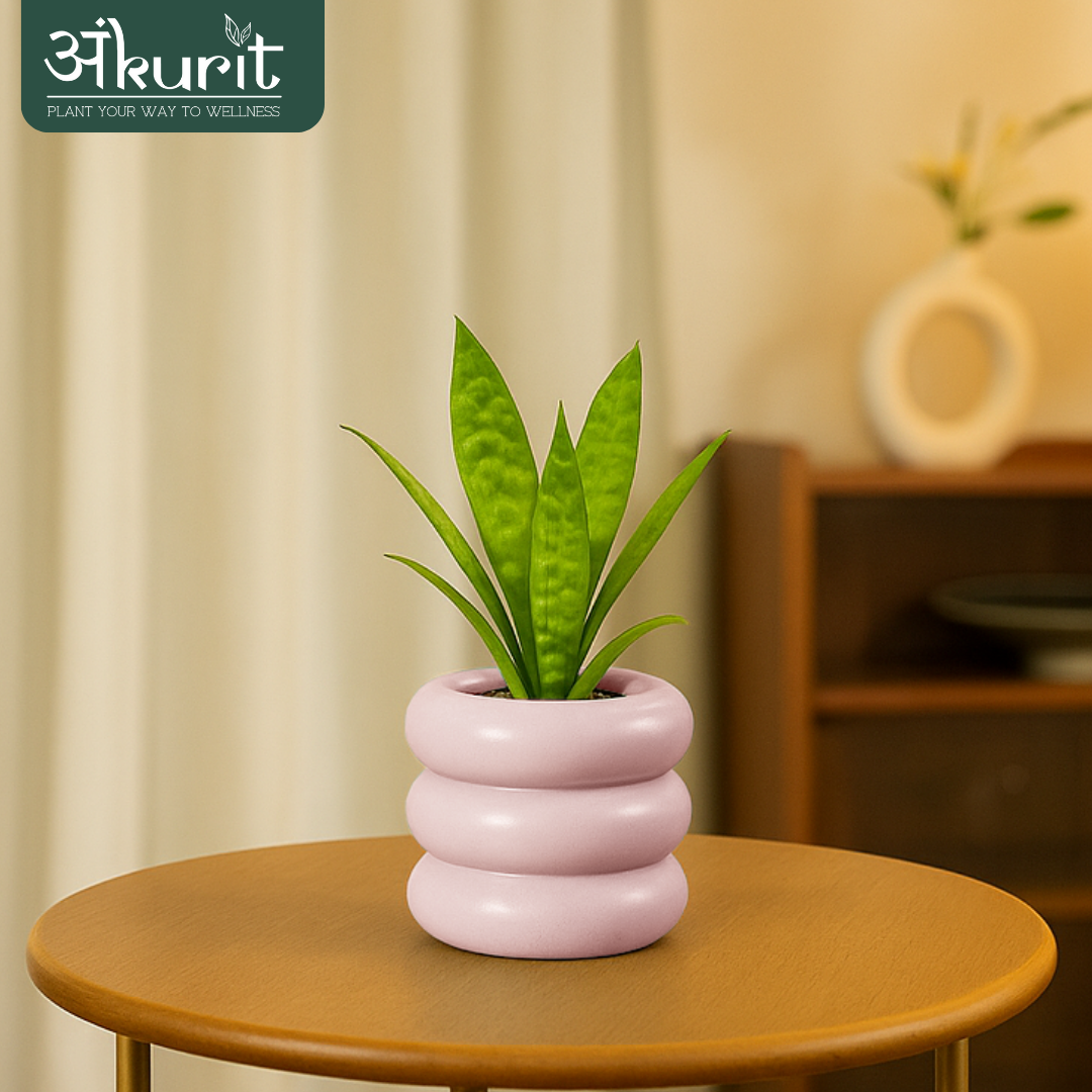 Snake Plant - Futura Superba