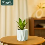 Snake Plant - Futura Superba