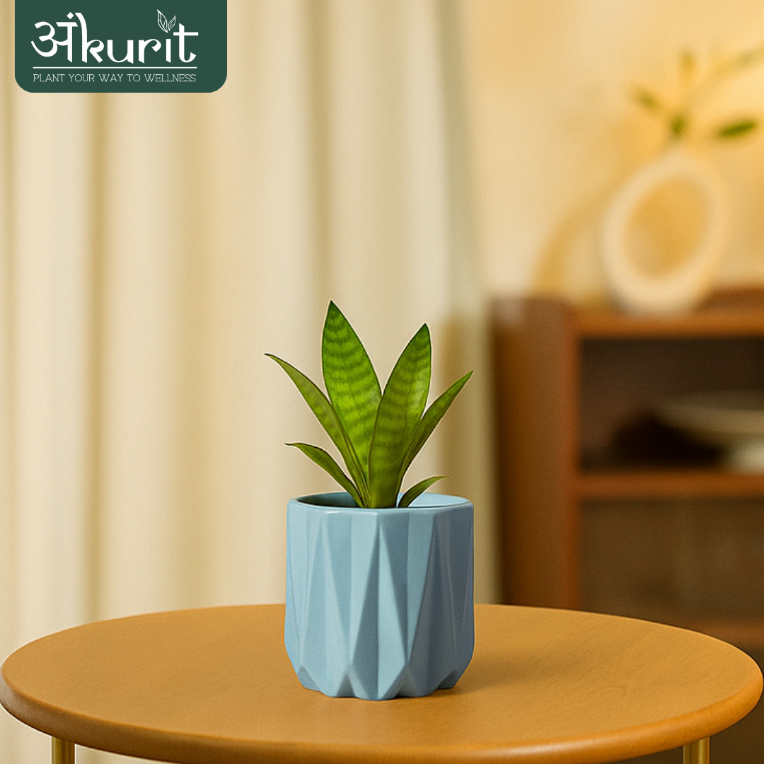 Snake Plant - Futura Superba