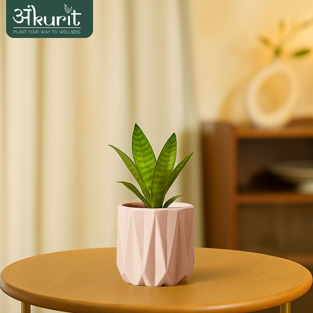 Snake Plant - Futura Superba