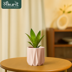 Snake Plant - Futura Superba