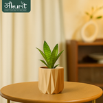 Snake Plant - Futura Superba