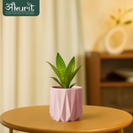 Snake Plant - Futura Superba