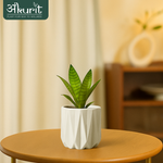 Snake Plant - Futura Superba