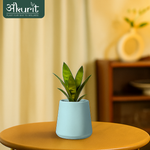 Snake Plant - Futura Superba