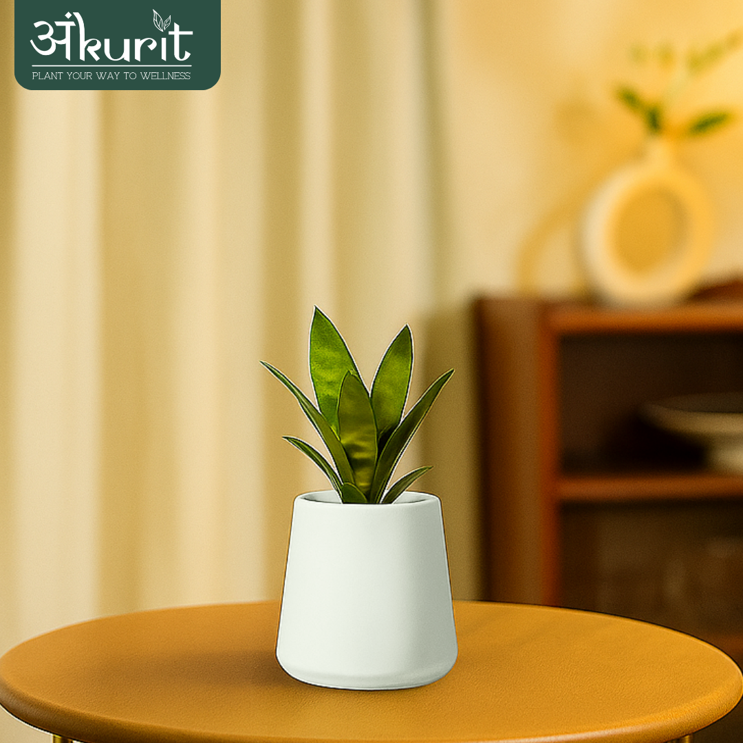 Snake Plant - Futura Superba