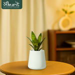 Snake Plant - Futura Superba