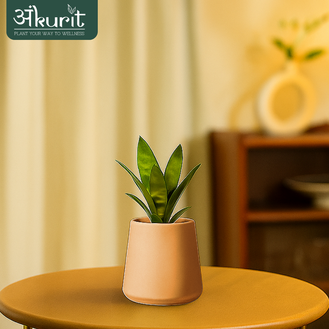 Snake Plant - Futura Superba