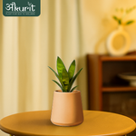 Snake Plant - Futura Superba