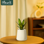 Snake Plant - Futura Superba