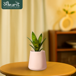 Snake Plant - Futura Superba