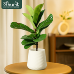 Fiddle Leaf Plant