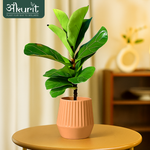 Fiddle Leaf Plant