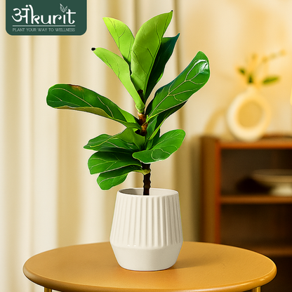 Fiddle Leaf Plant