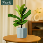 Fiddle Leaf Plant