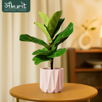 Fiddle Leaf Plant