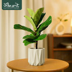 Fiddle Leaf Plant