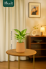 Money plant