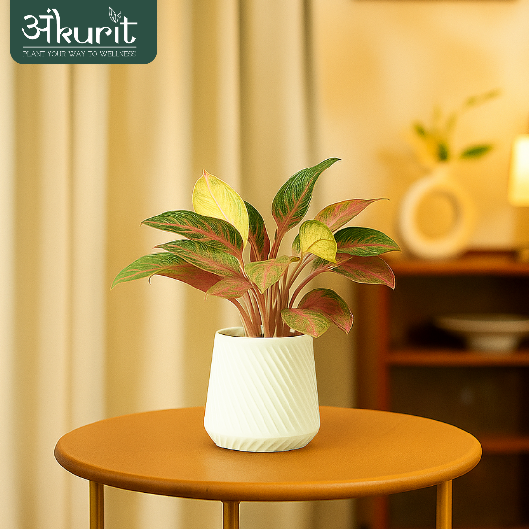 Aglaonema Pink Beauty Plant