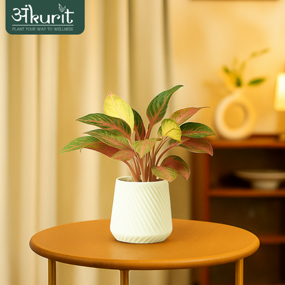 Aglaonema Snow White Plant