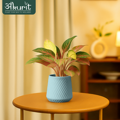 Aglaonema Snow White Plant