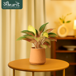 Aglaonema Pink Beauty Plant