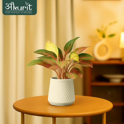 Aglaonema Snow White Plant