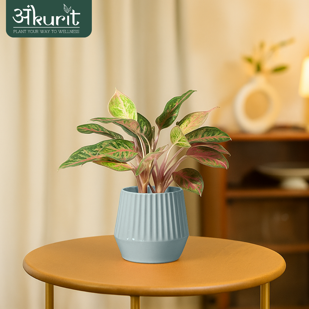 Aglaonema Pink Beauty Plant